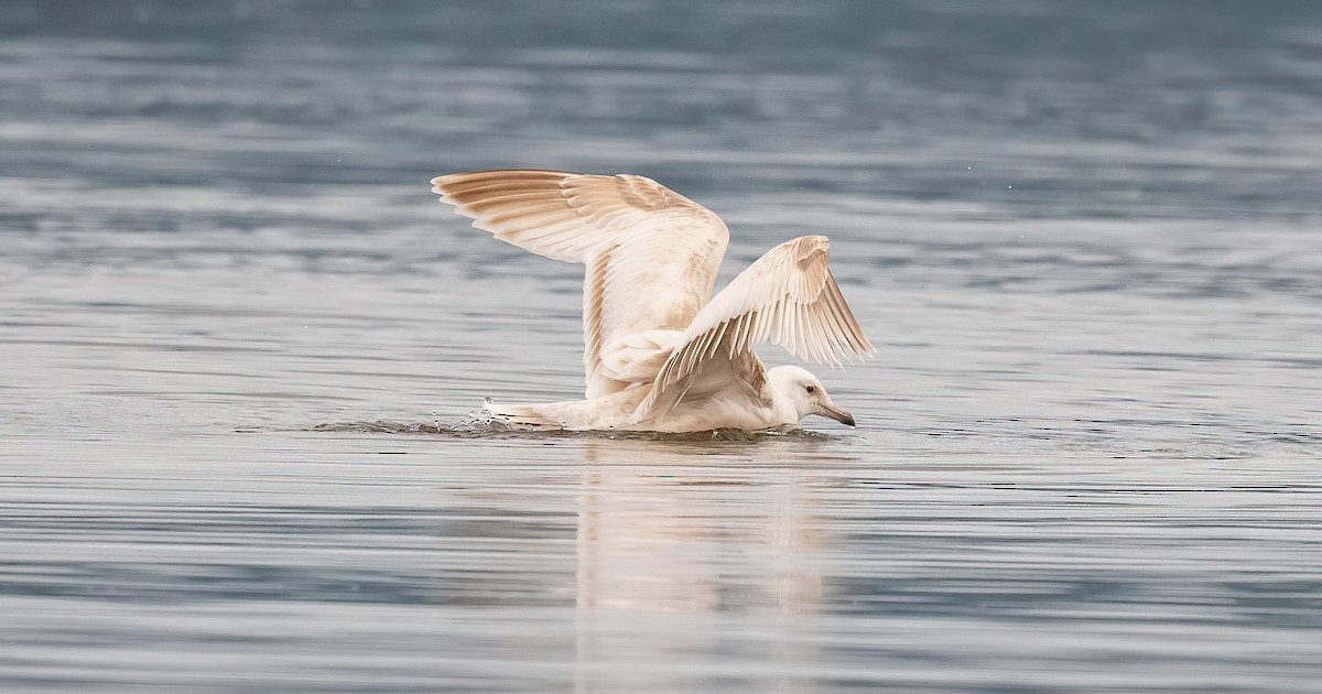 American Herring x Glaucous Gull (hybrid) - ML641084560
