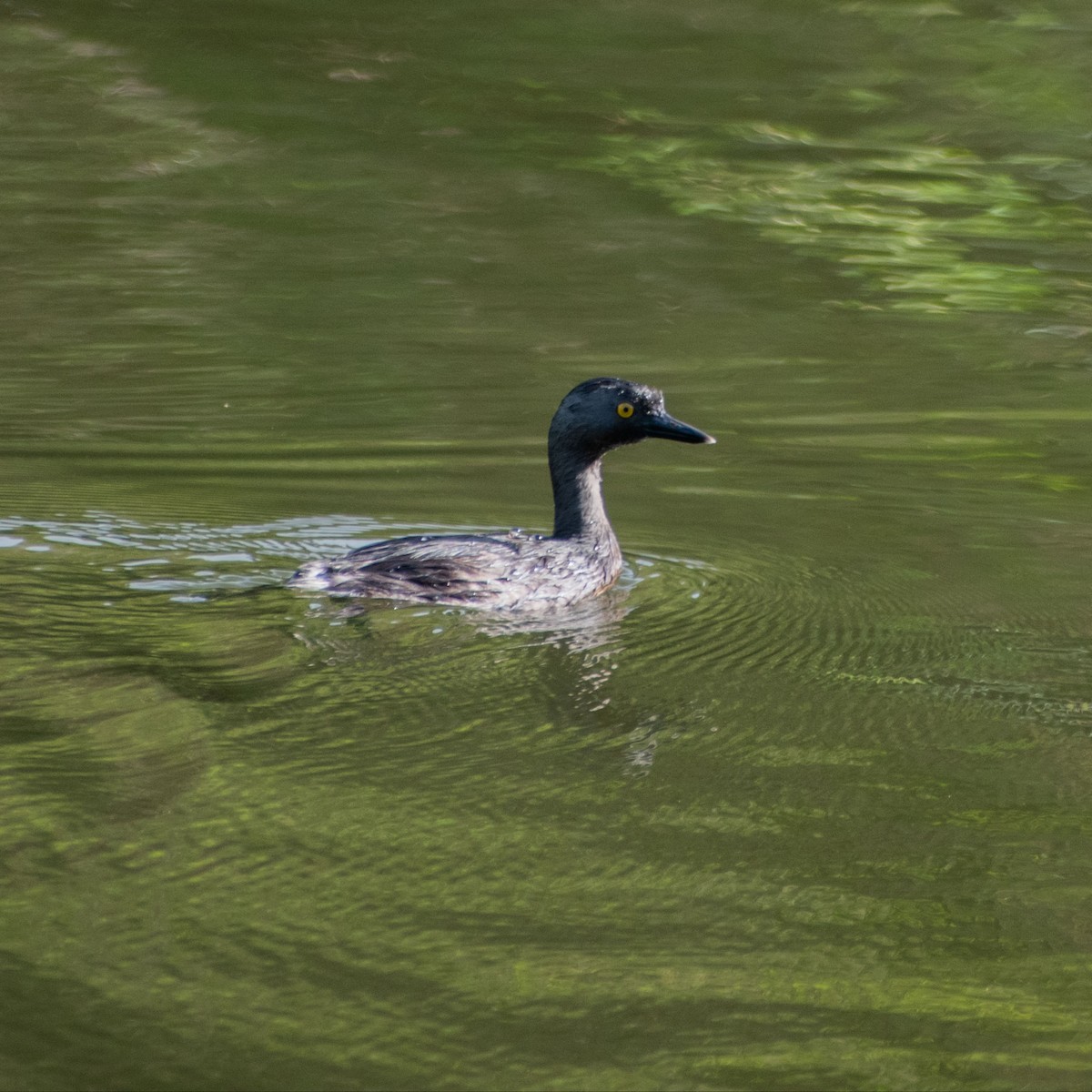 Least Grebe - ML641084573