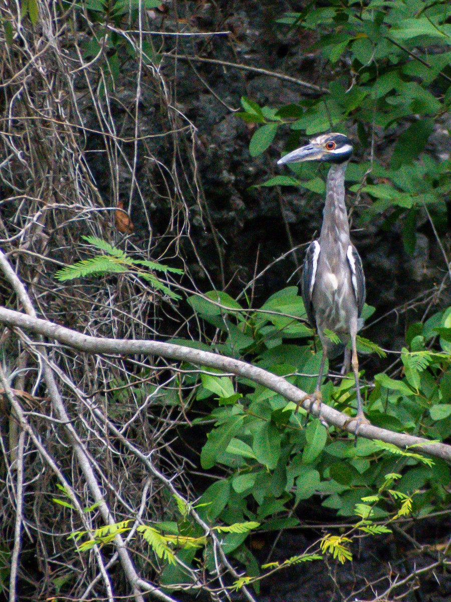 Yellow-crowned Night Heron - ML641084595