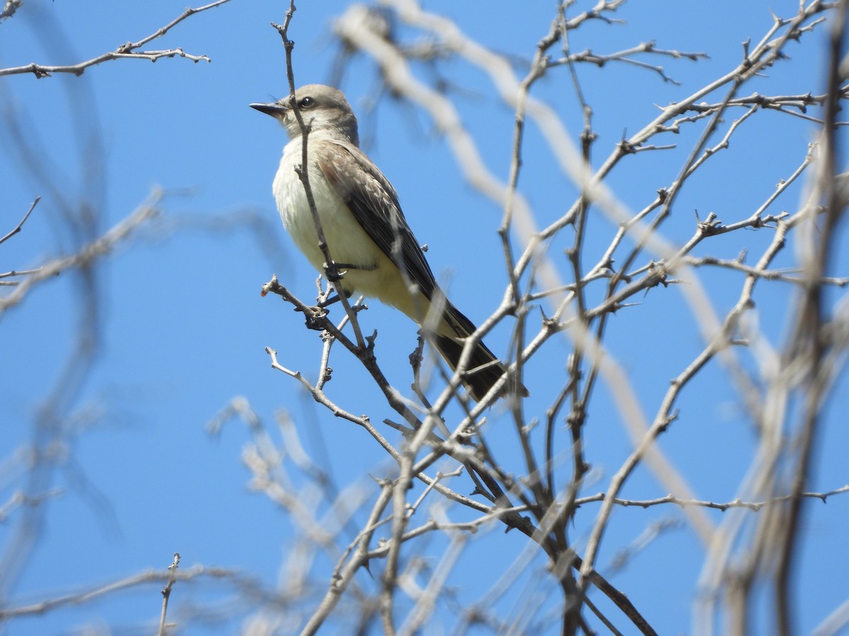 Western Kingbird - ML641084601
