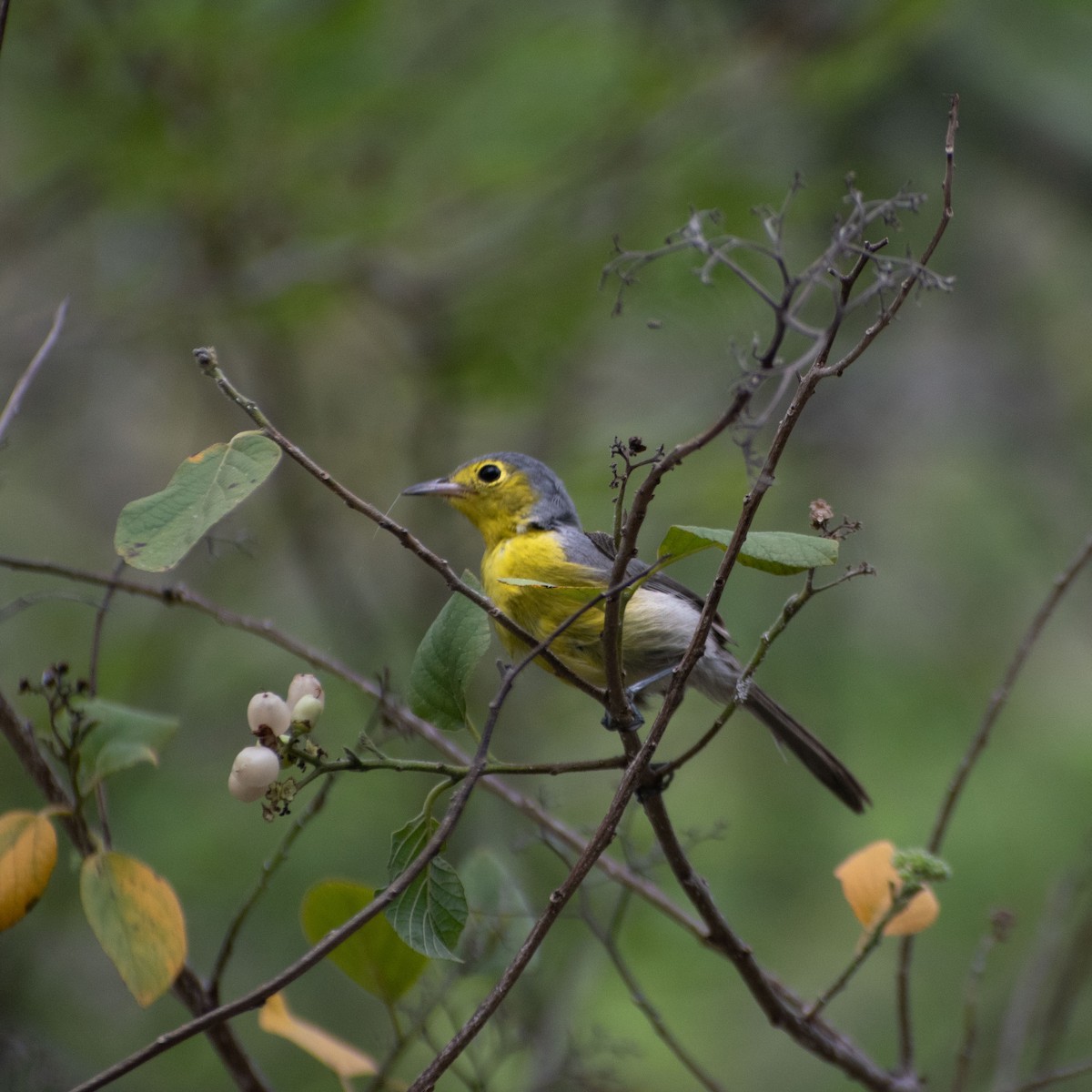 Oriente Warbler - ML641084628