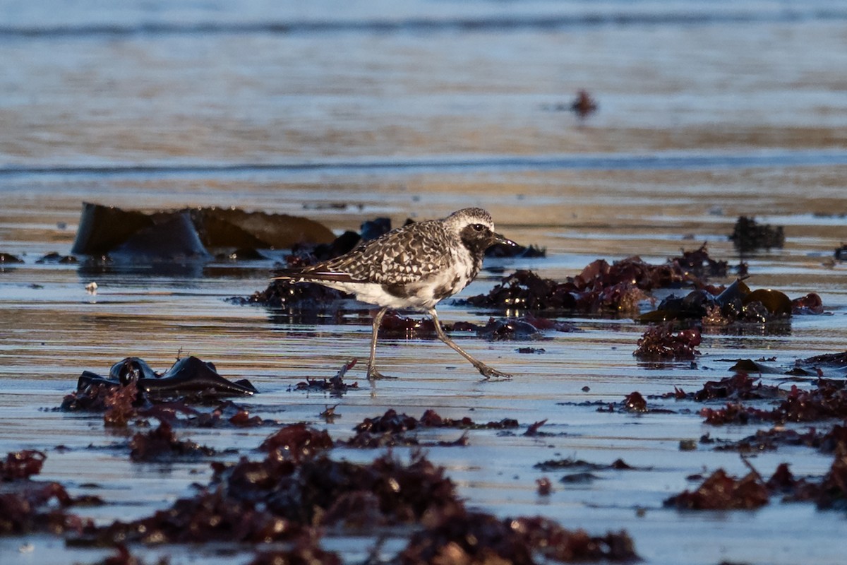 Black-bellied Plover - ML641084637