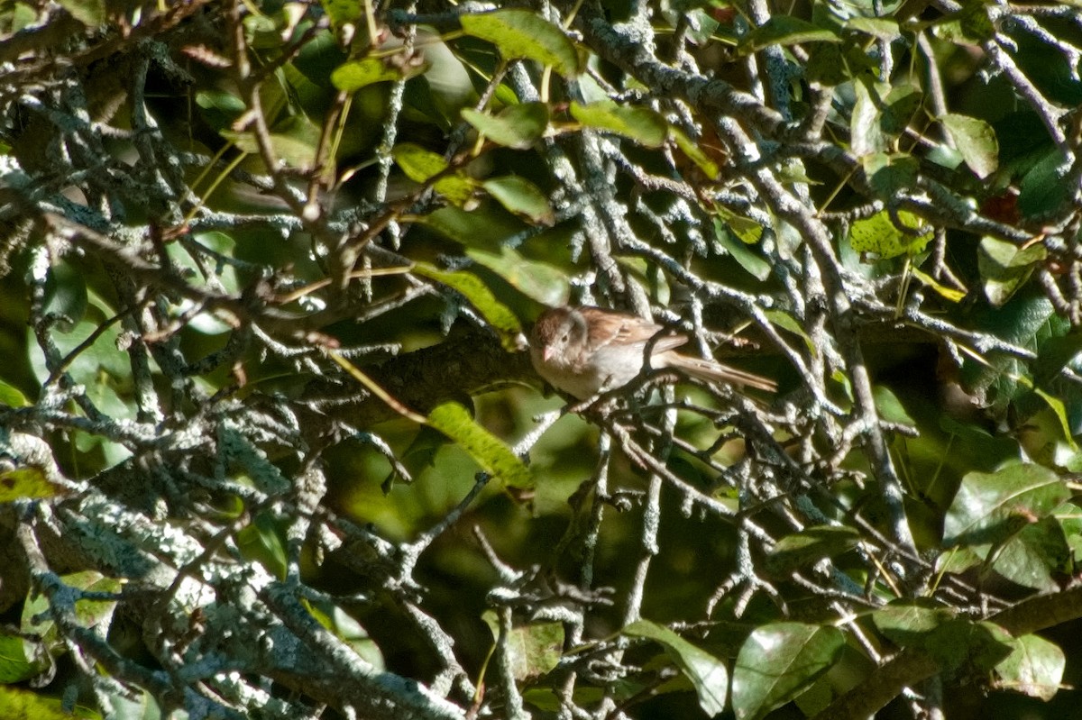 Field Sparrow - ML641084644
