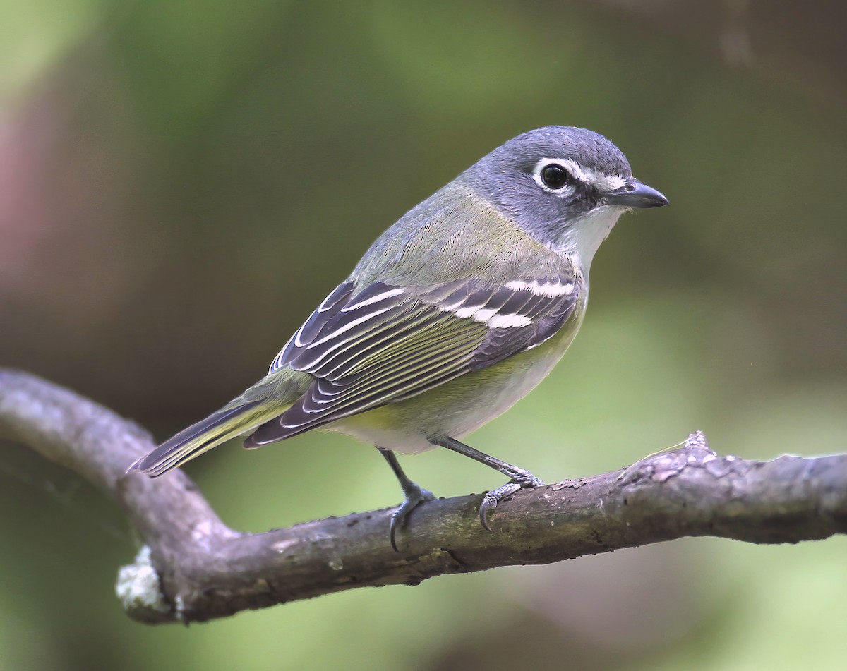 eremittvireo - ML641084655