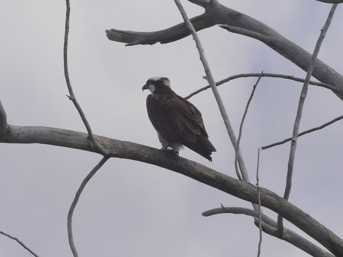 Osprey - ML641084661
