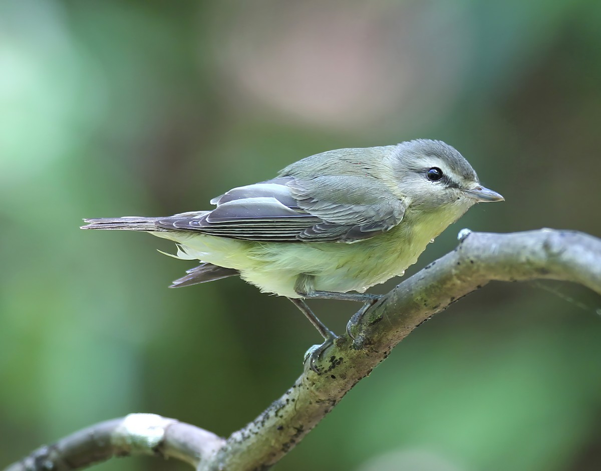 Philadelphia Vireo - ML641084671