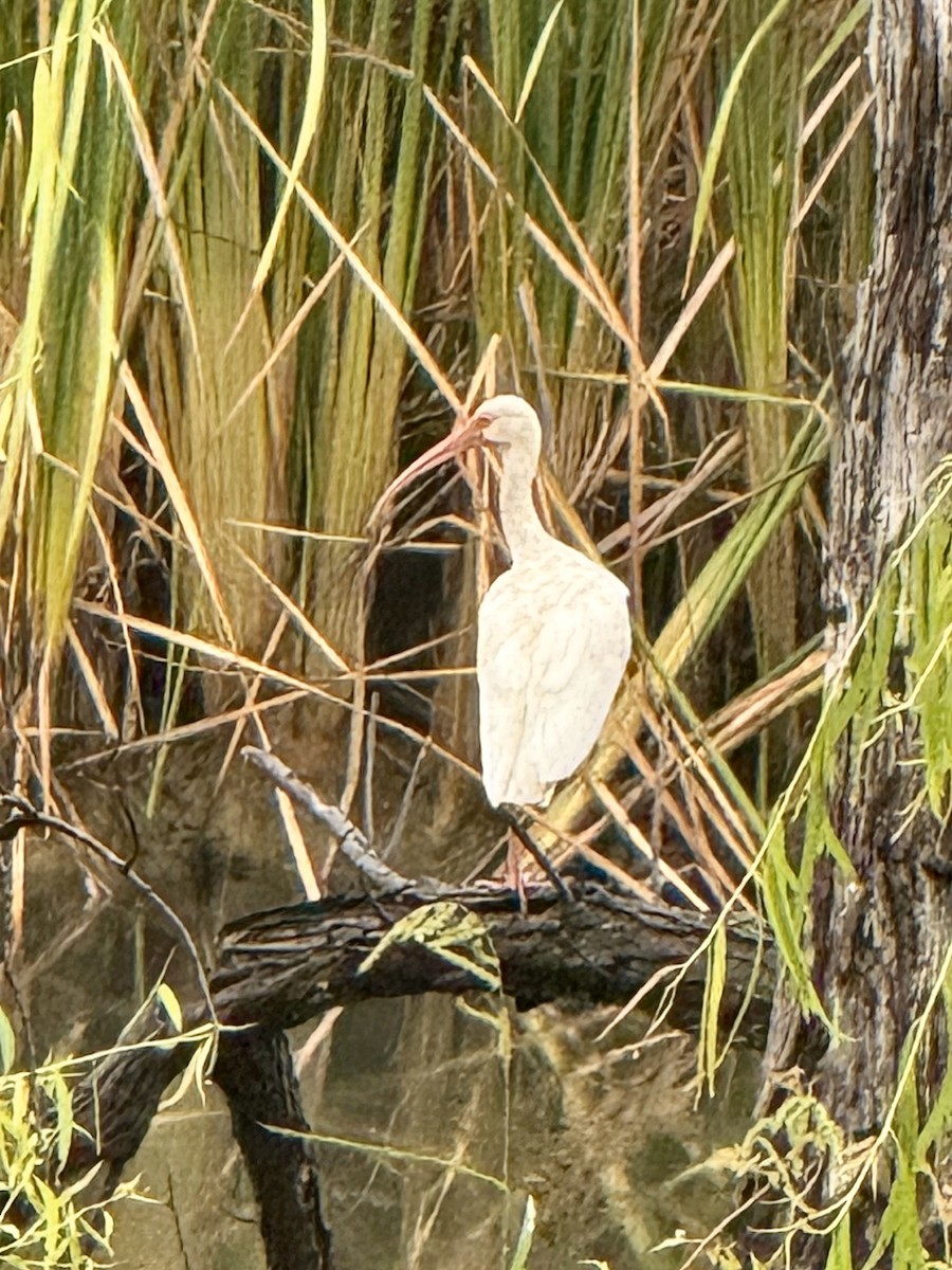 White Ibis - ML641084676