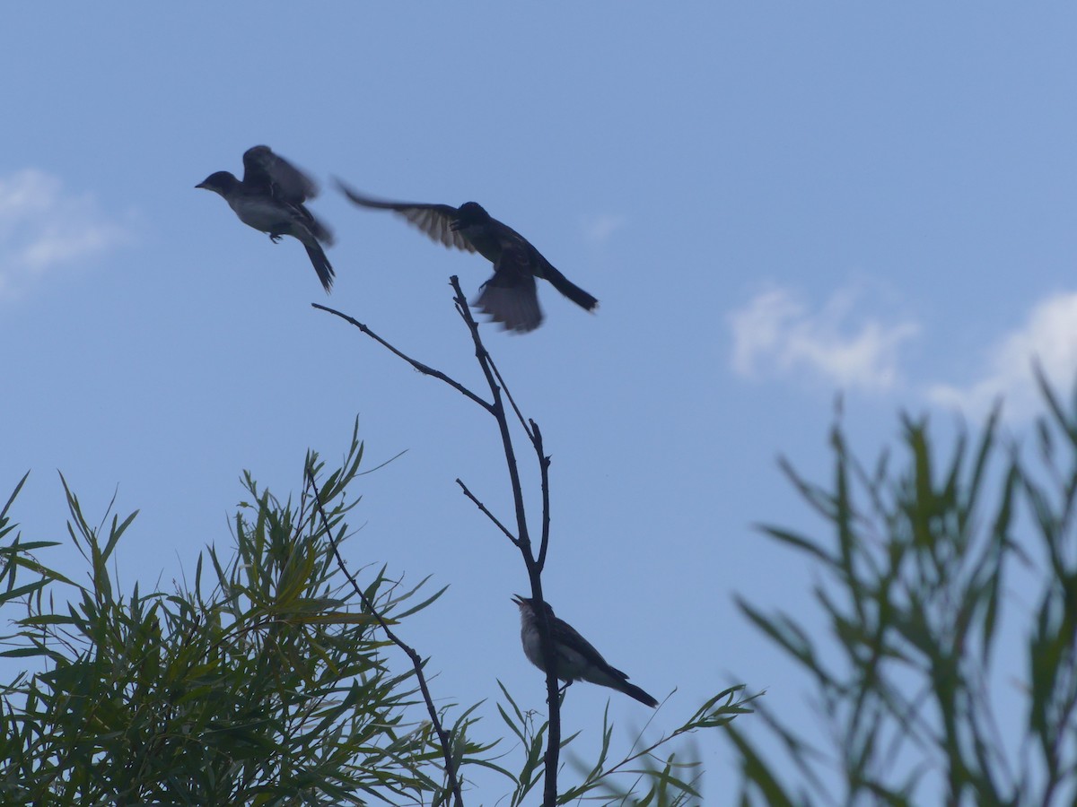 Eastern Kingbird - ML641084683