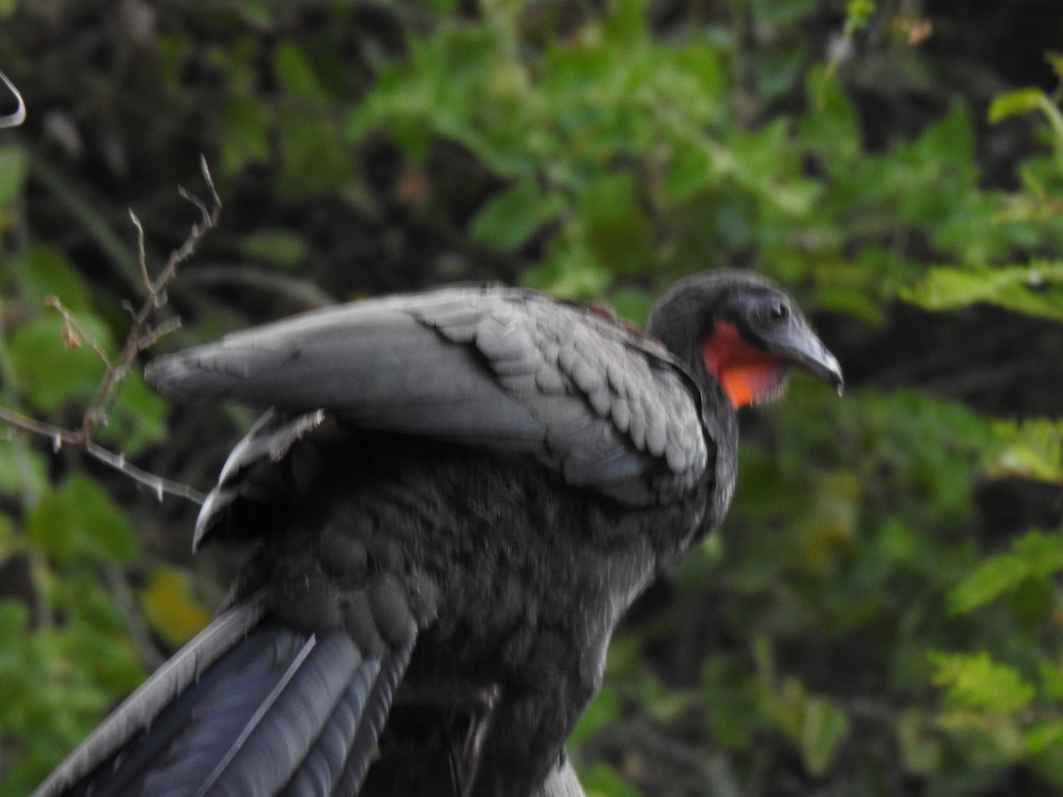 Weißschwingenguan - ML641084693
