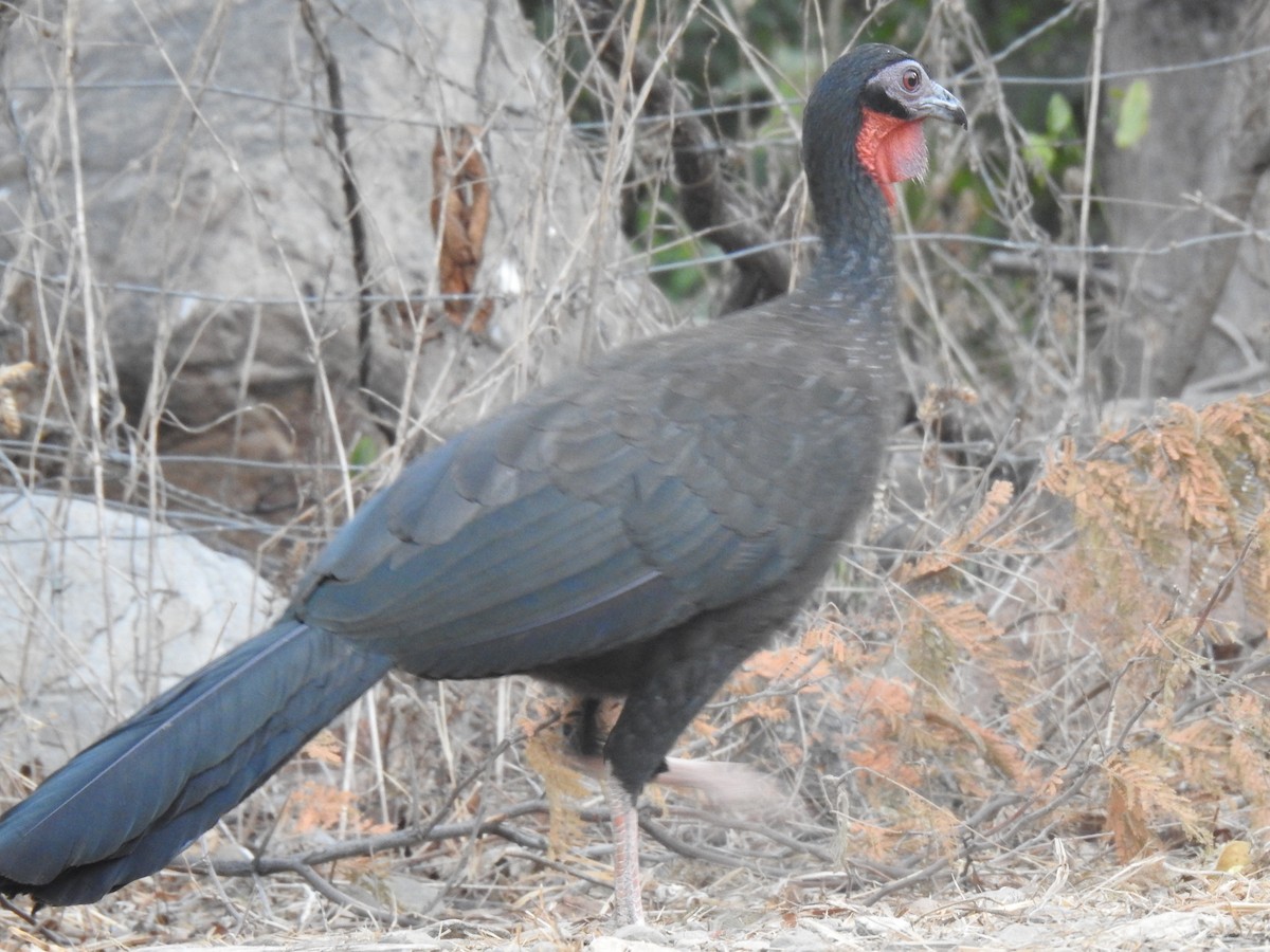 Weißschwingenguan - ML641084694