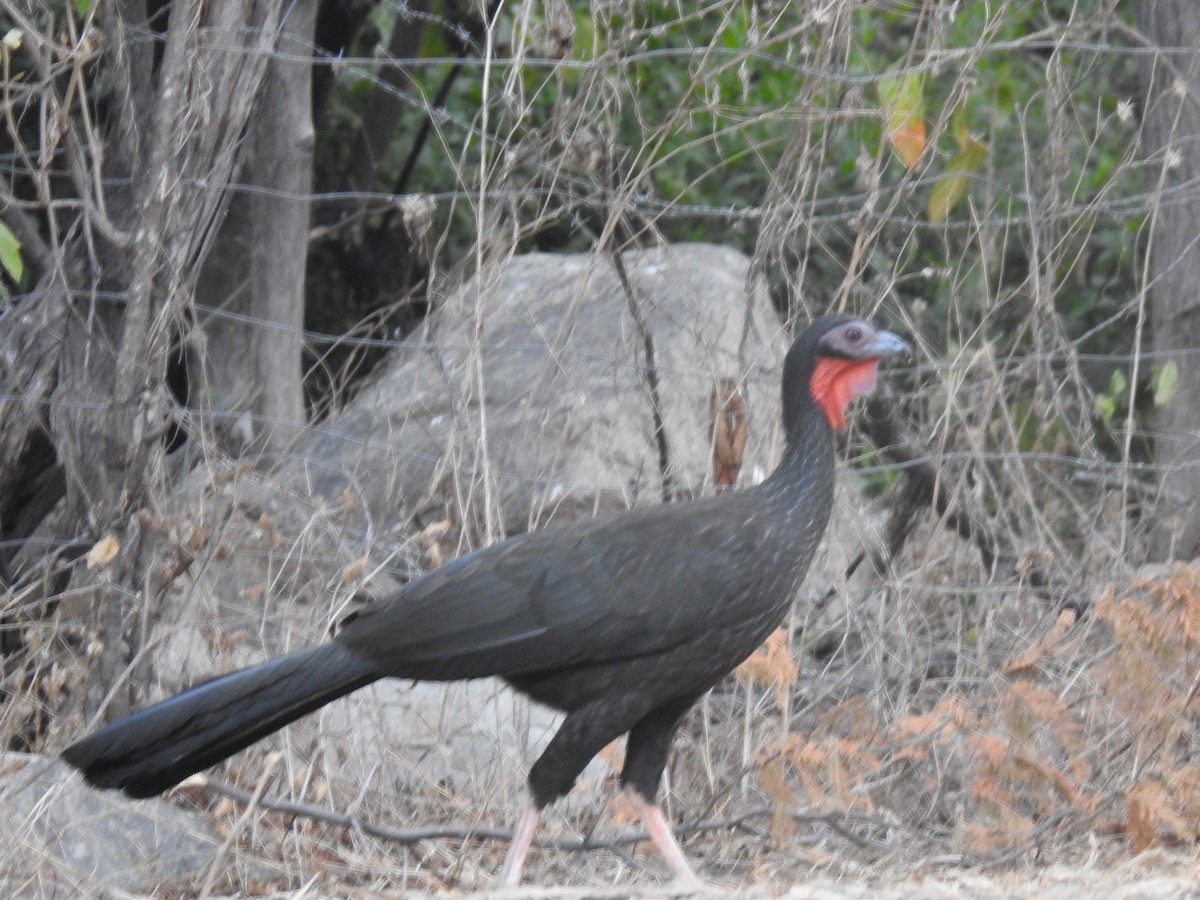 Weißschwingenguan - ML641084695