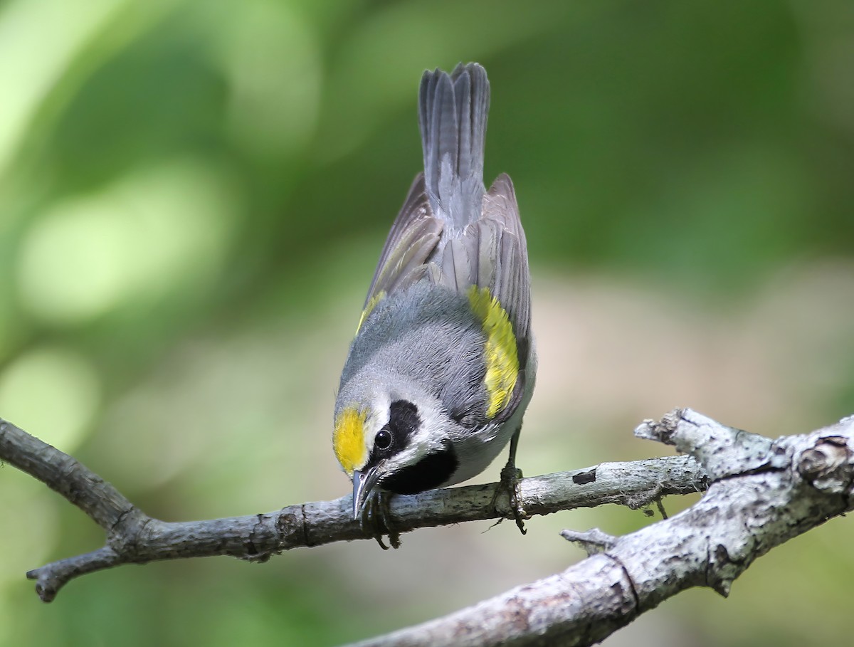 Golden-winged Warbler - ML641084701