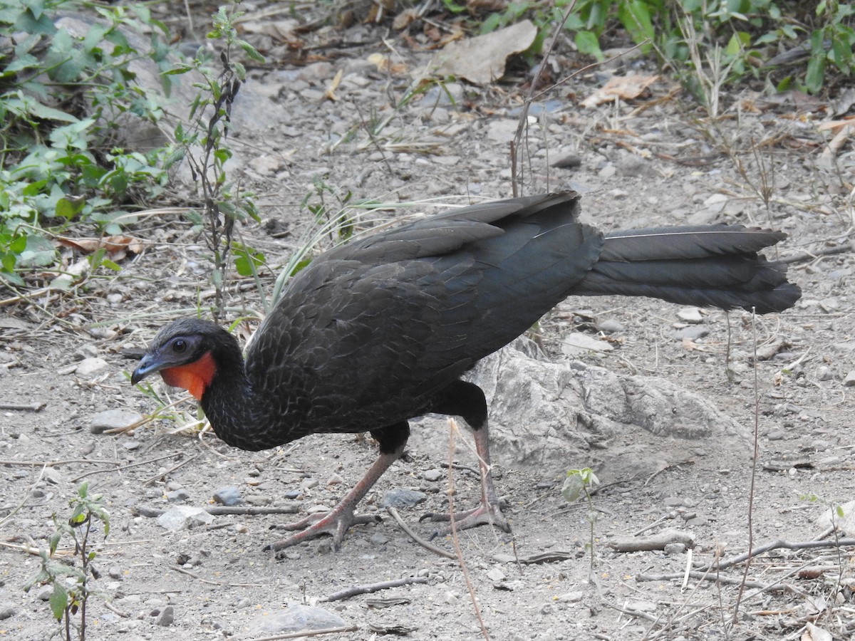 Weißschwingenguan - ML641084702