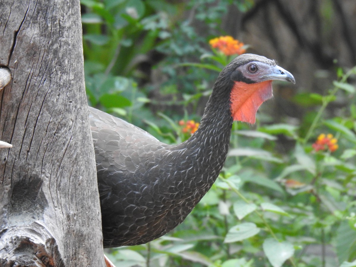 Weißschwingenguan - ML641084706