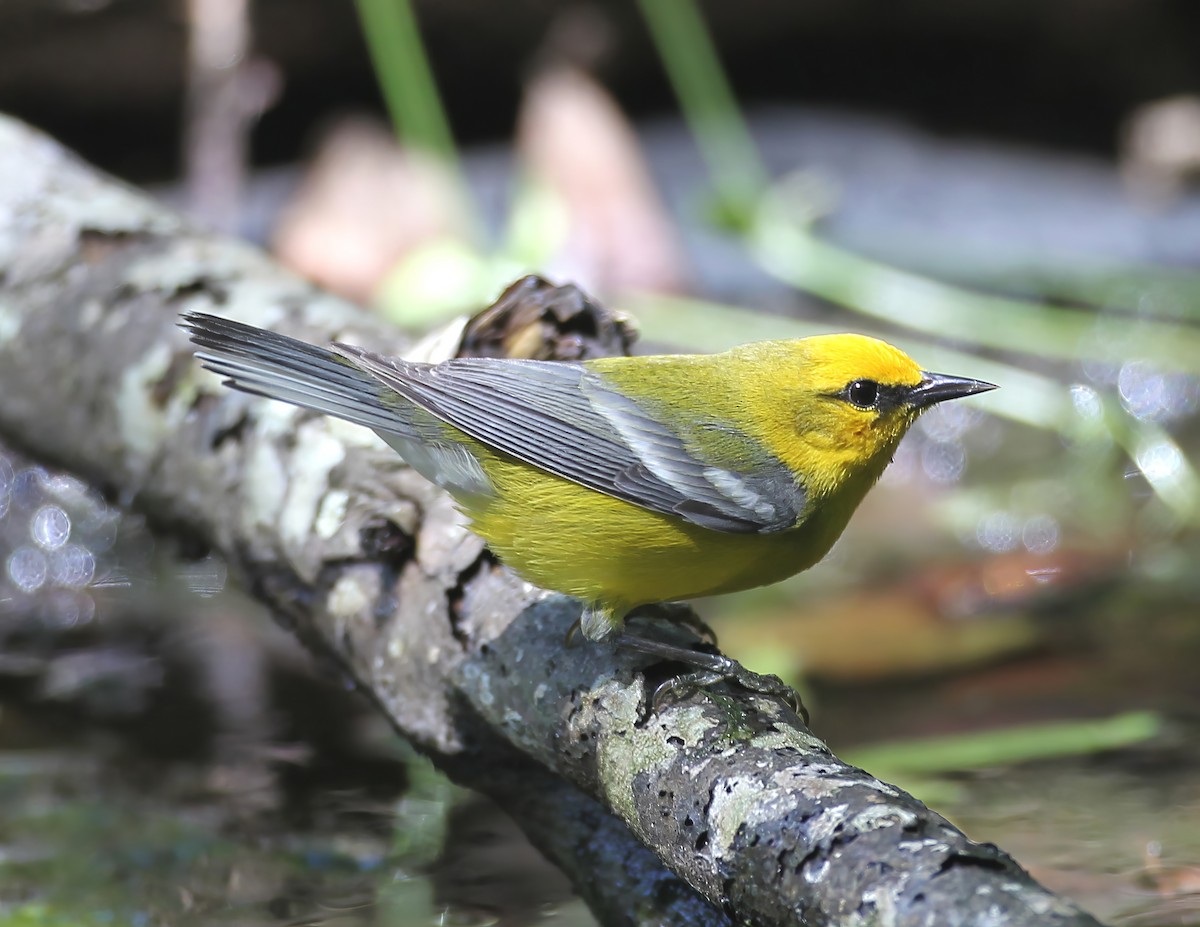 Blue-winged Warbler - ML641084712