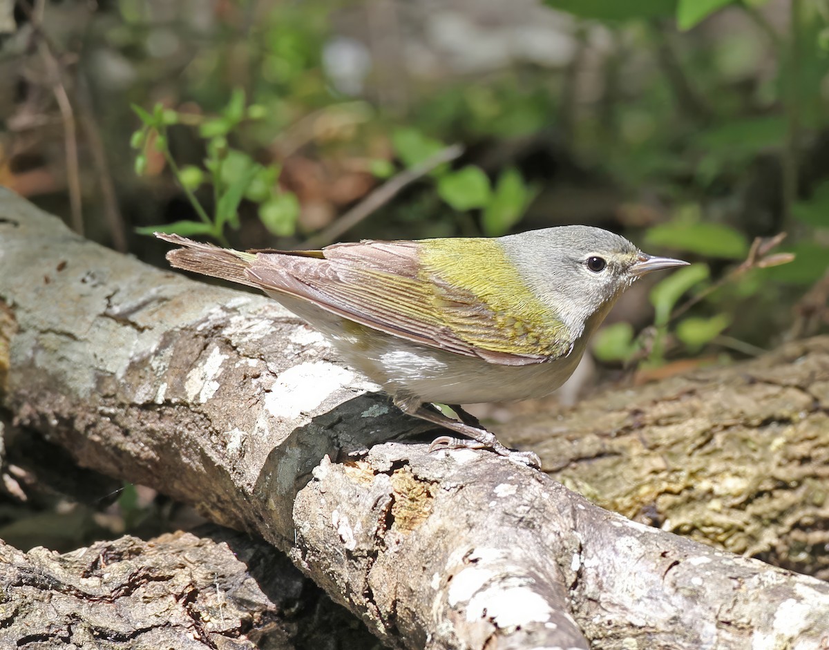 Tennessee Warbler - ML641084720