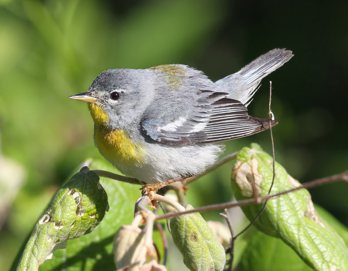 Northern Parula - ML641084724