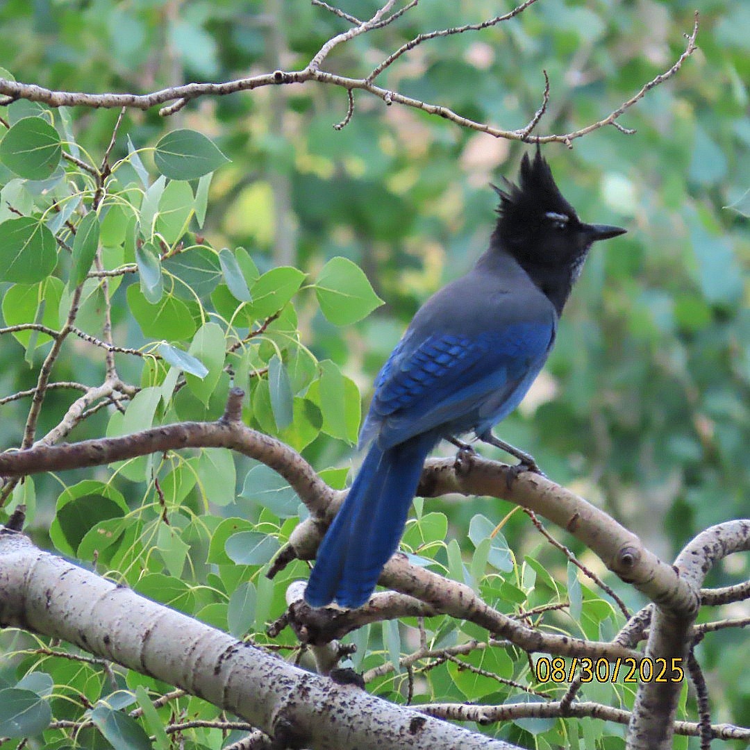 Steller's Jay - ML641084729