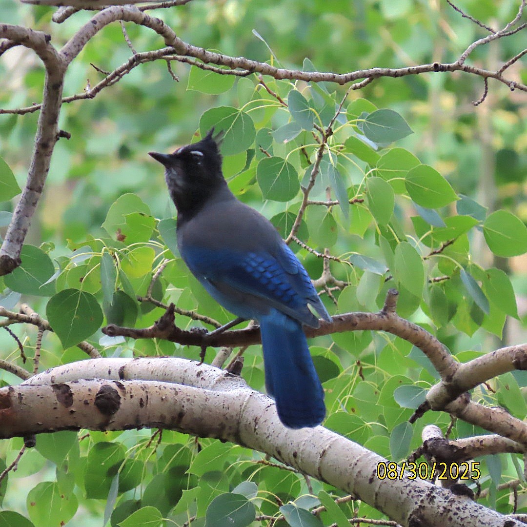 Steller's Jay - ML641084730