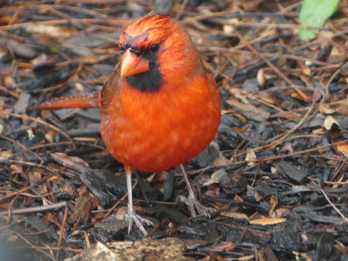 Northern Cardinal - ML641084731