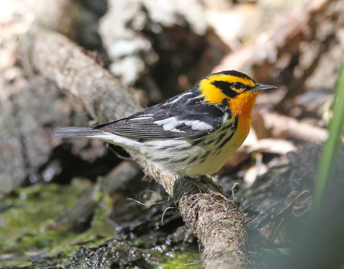 Blackburnian Warbler - ML641084735