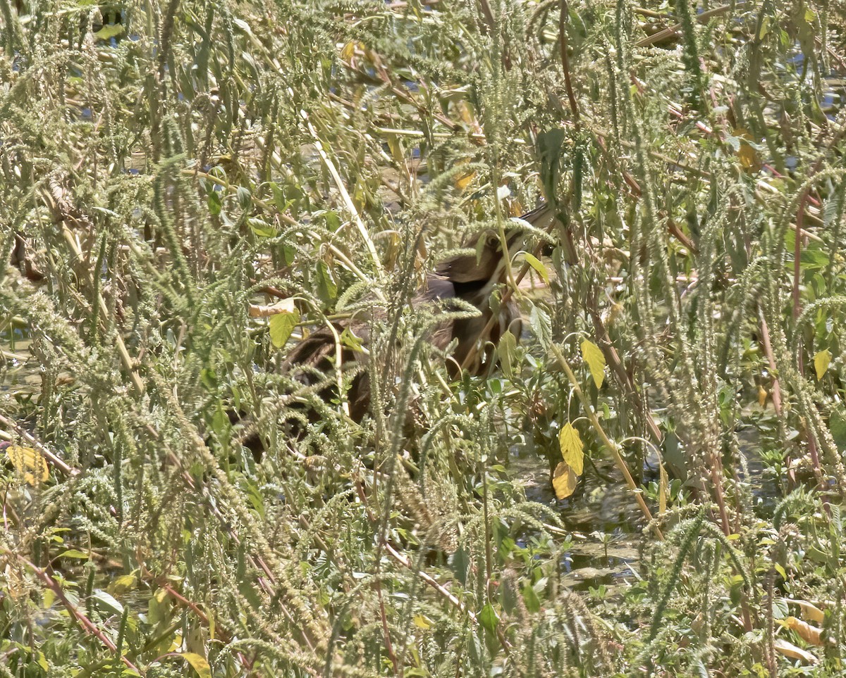 American Bittern - ML641084742