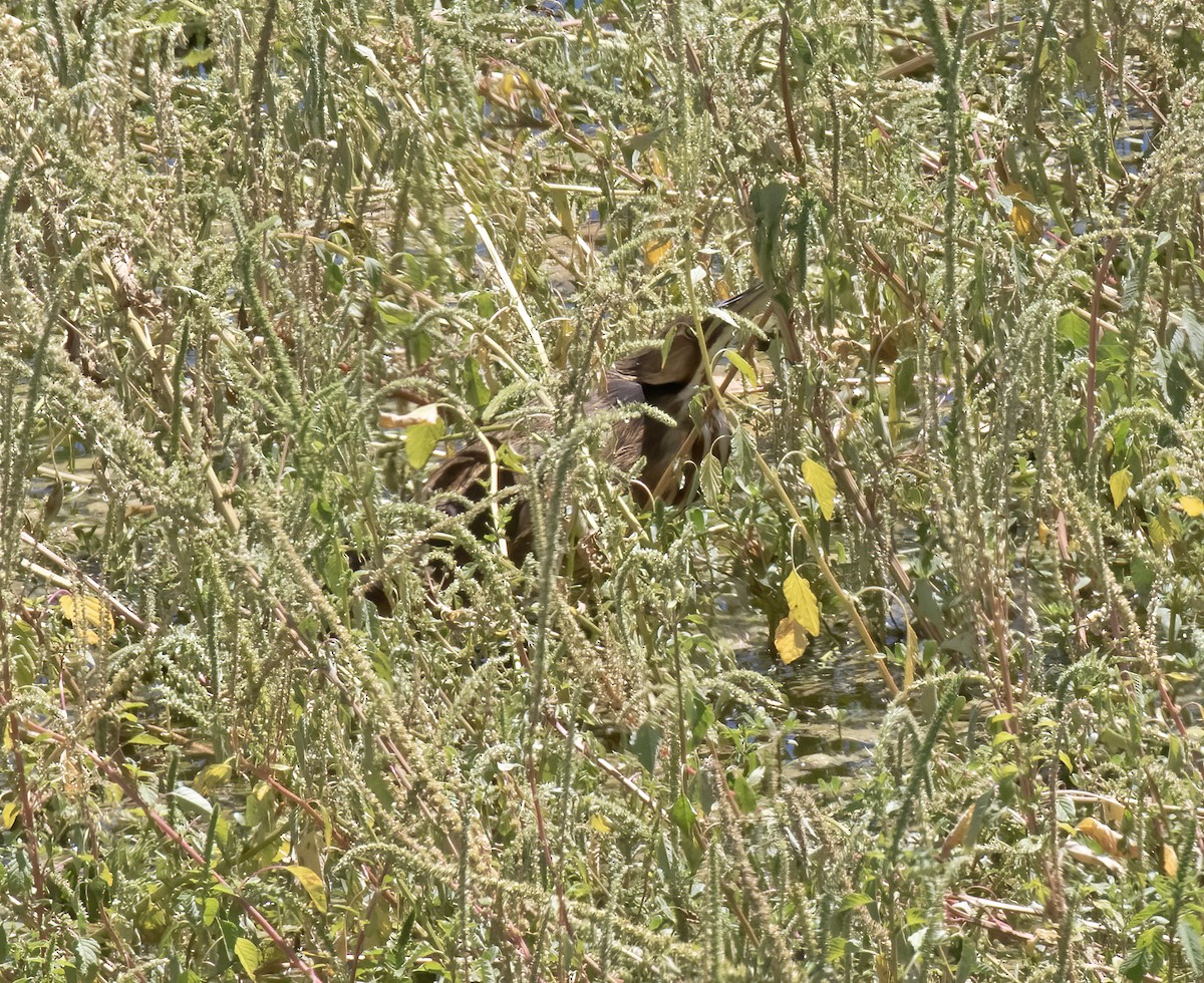 American Bittern - ML641084743