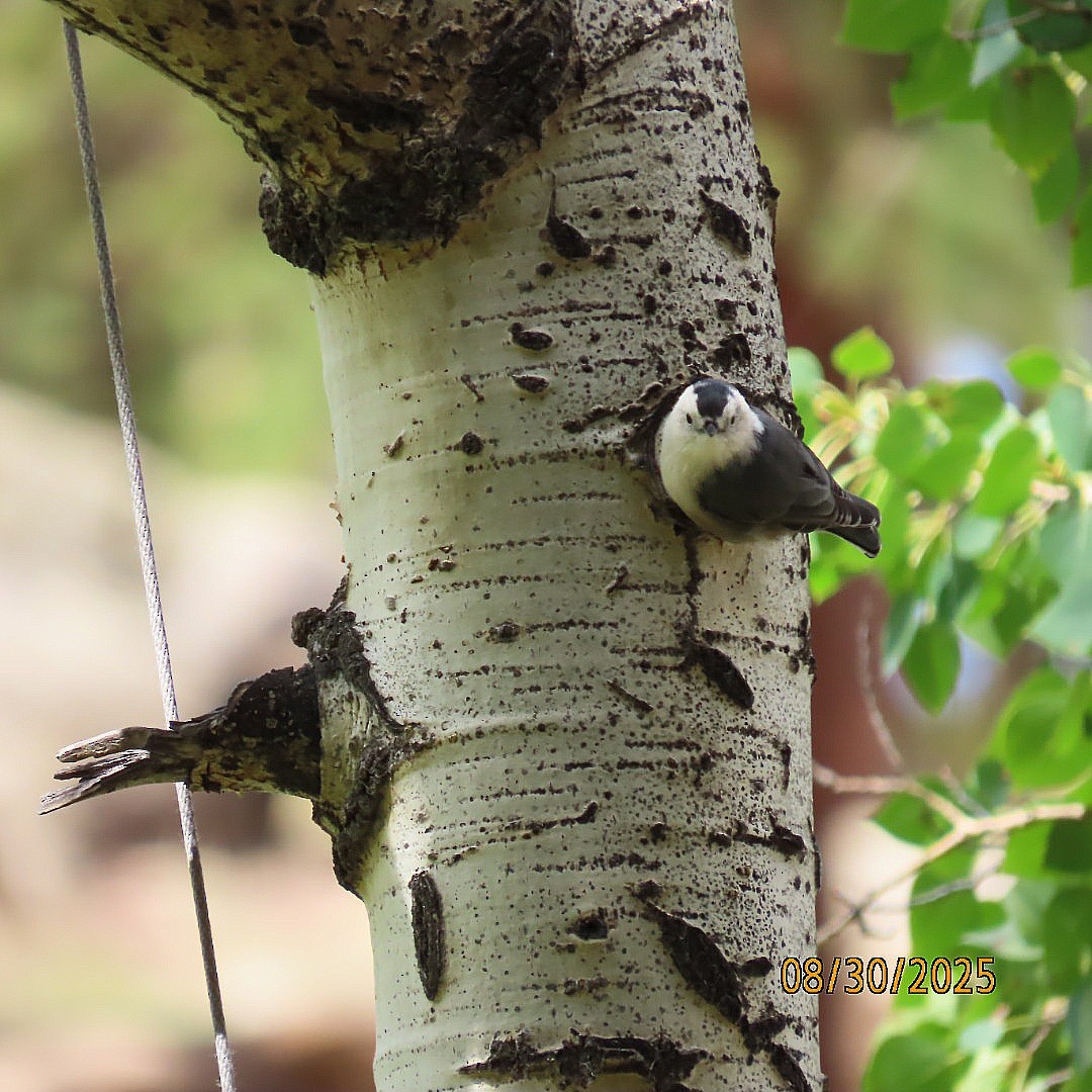 White-breasted Nuthatch - ML641084770