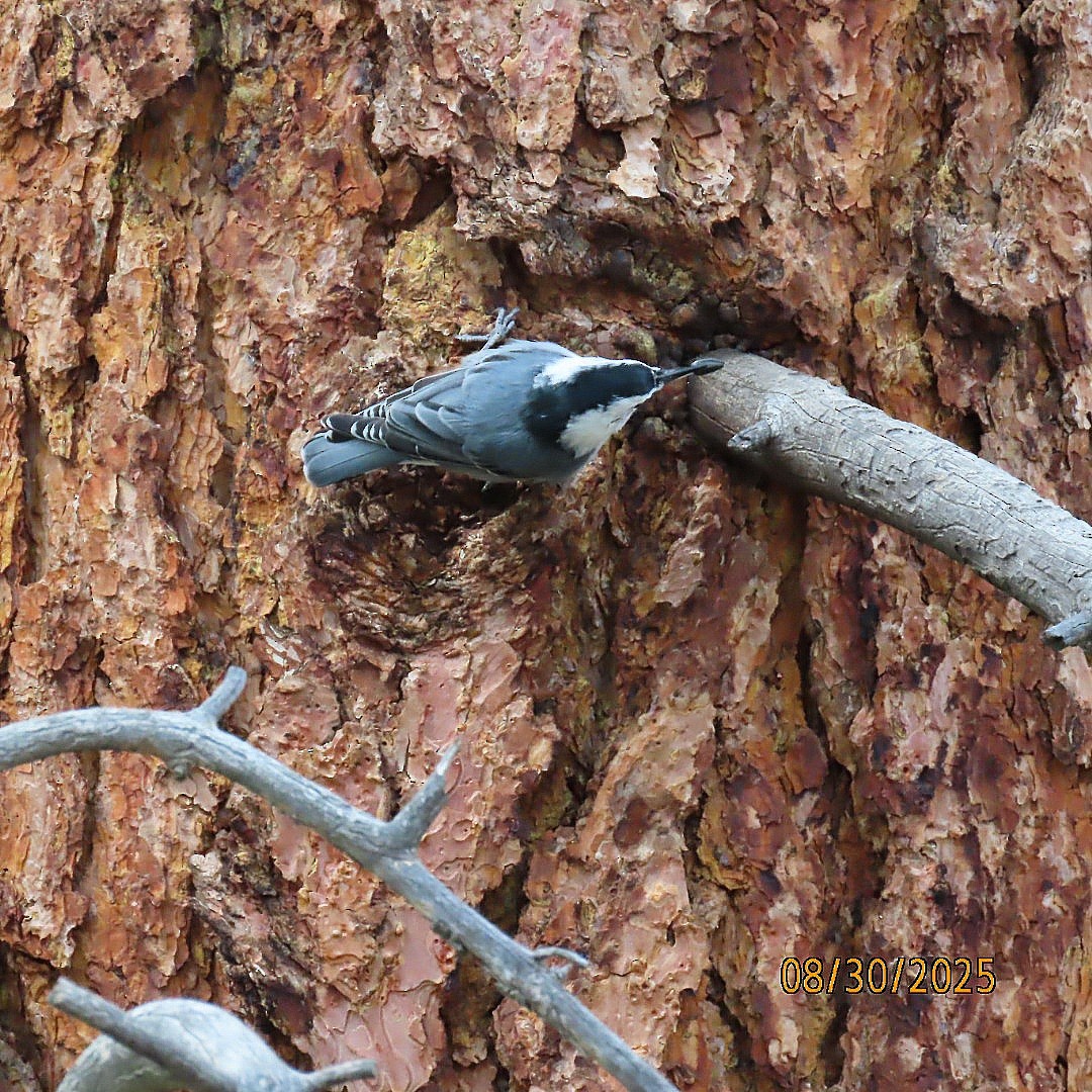 White-breasted Nuthatch - ML641084771