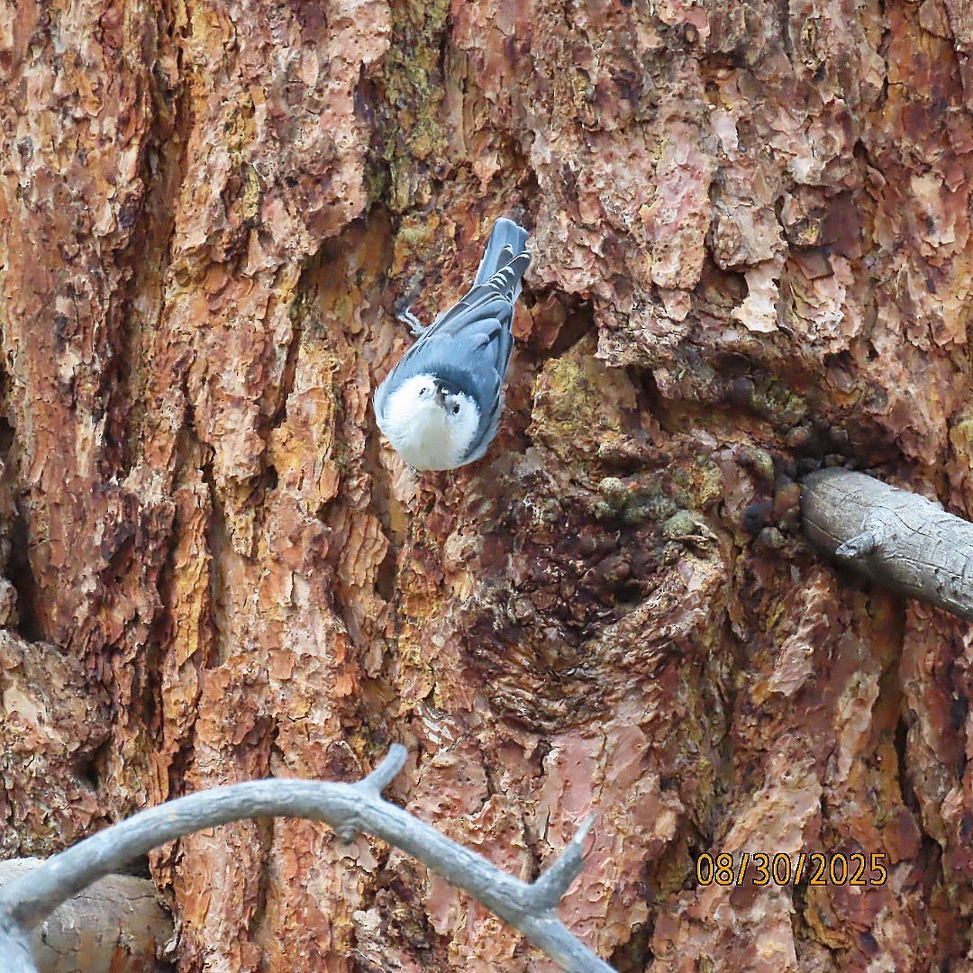 White-breasted Nuthatch - ML641084772