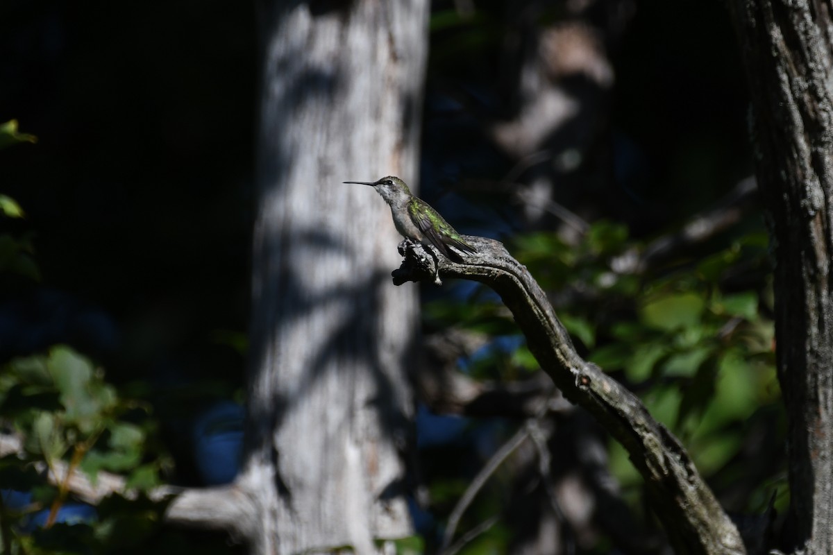 Ruby-throated Hummingbird - ML641084781