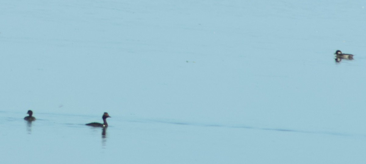Eared Grebe - ML641084806