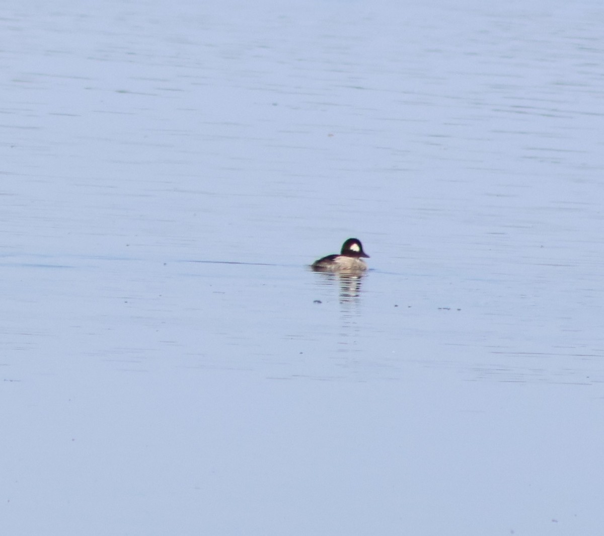 Bufflehead - ML641084864