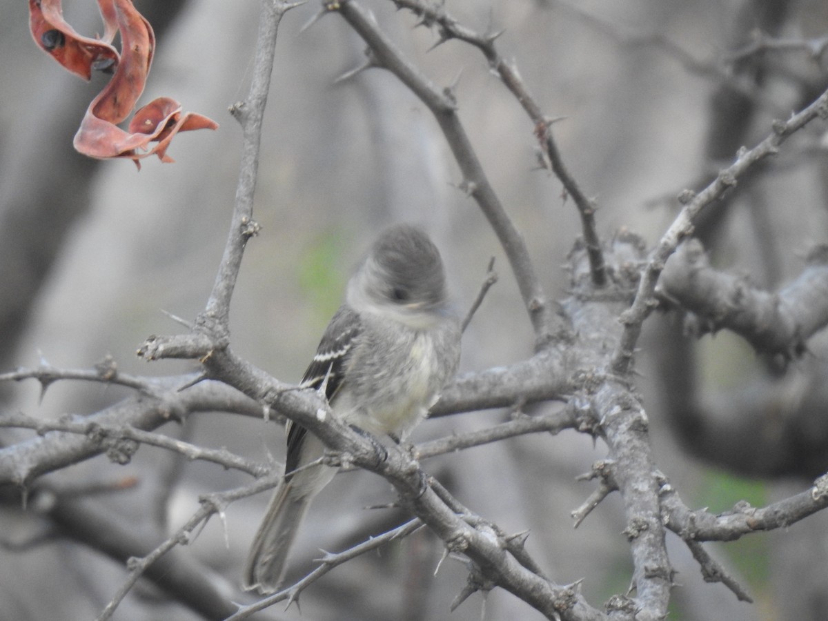 Tumbes Pewee - ML641084865
