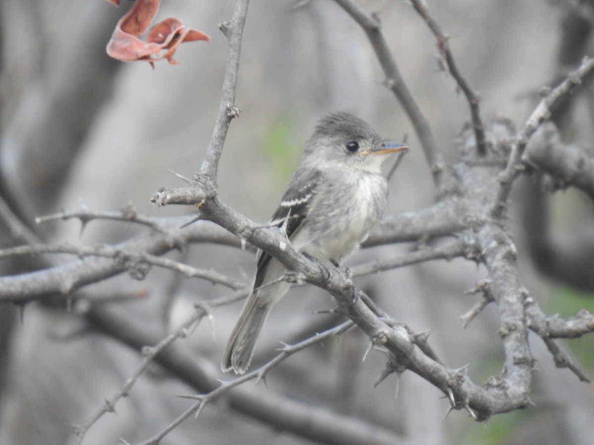 Tumbes Pewee - ML641084867