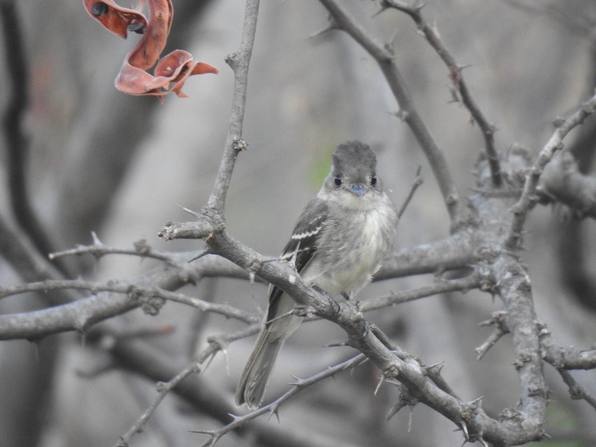 Tumbes Pewee - ML641084868