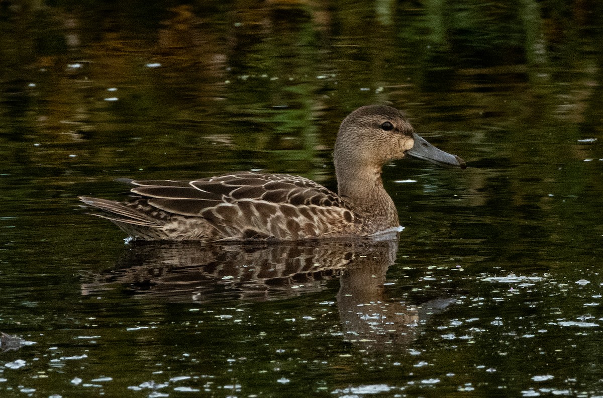 Green-winged Teal - ML641084871