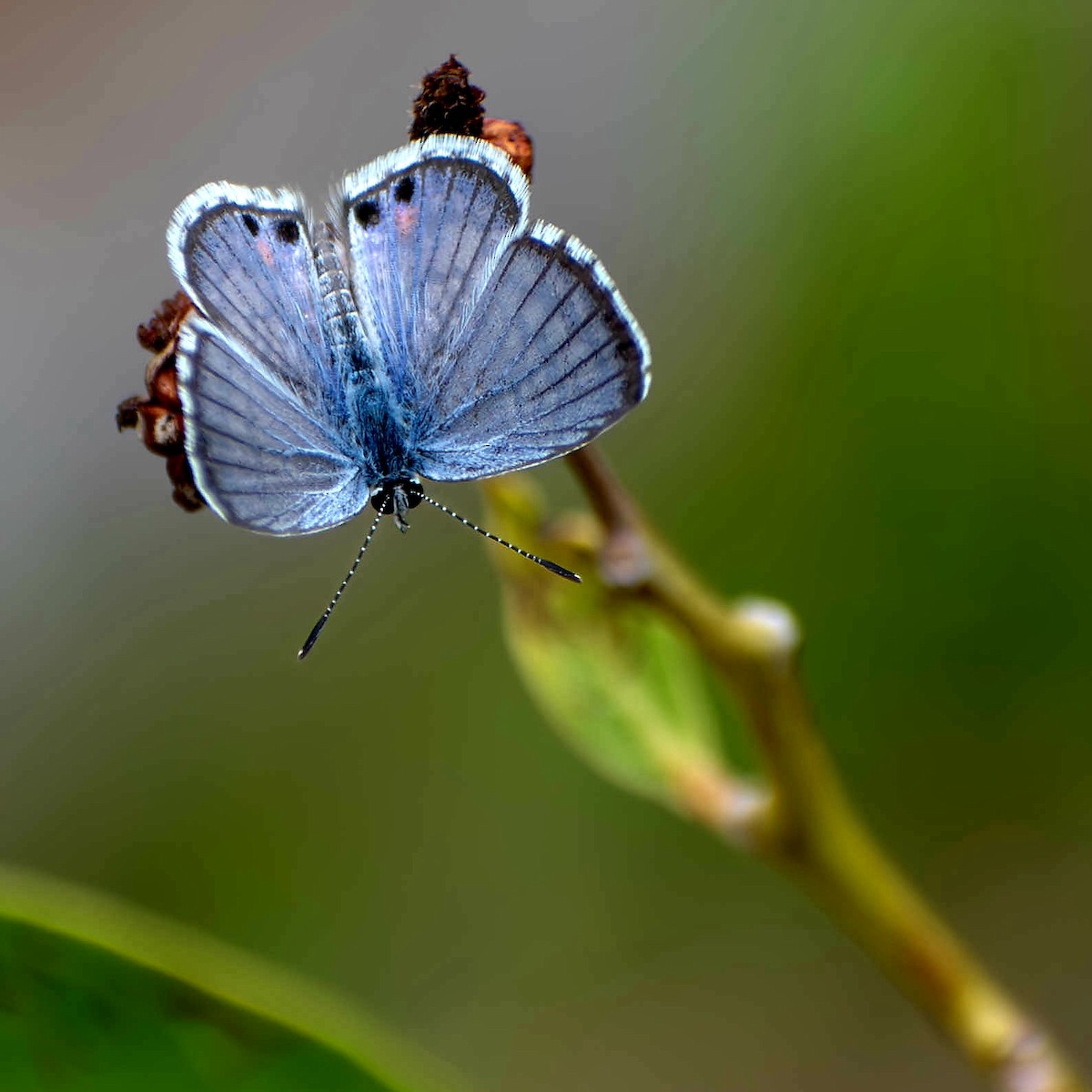 Animals - ML641084891