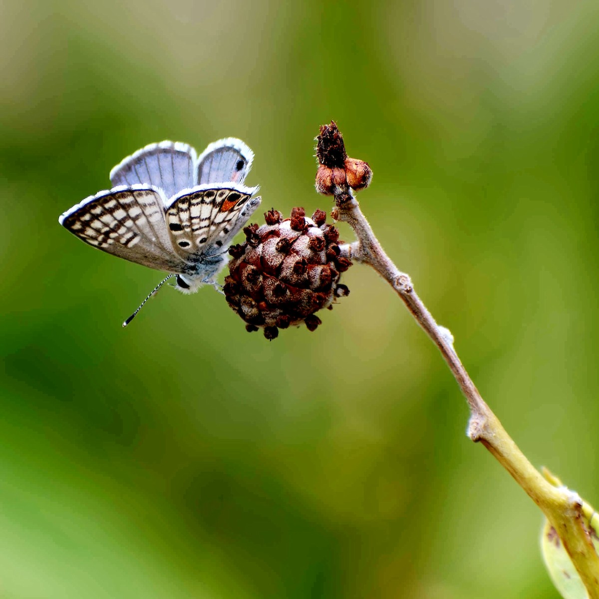 Animals - ML641084892