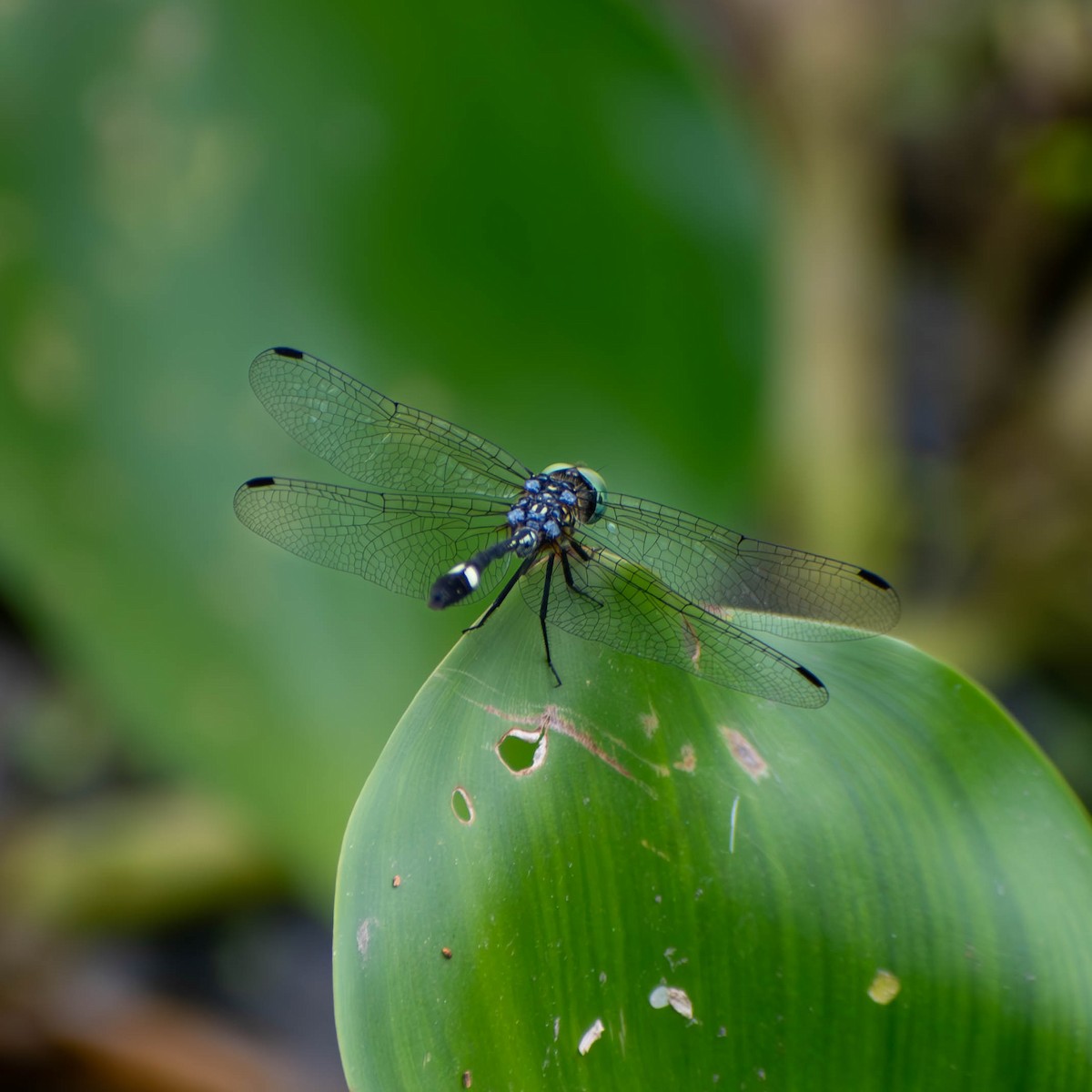 Animals - ML641084942