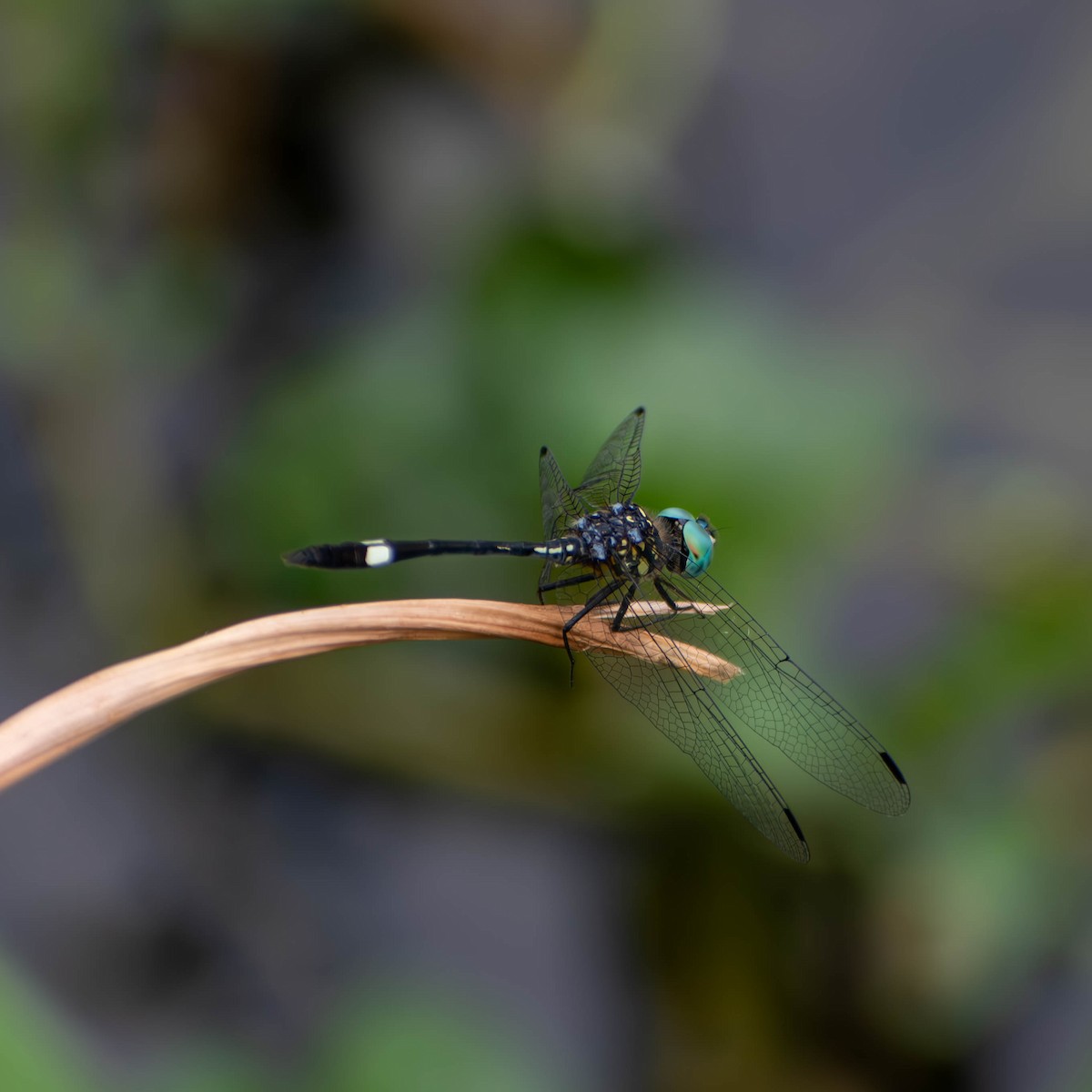 Animals - ML641084943