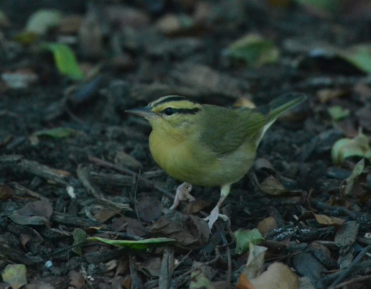 Worm-eating Warbler - ML641084955