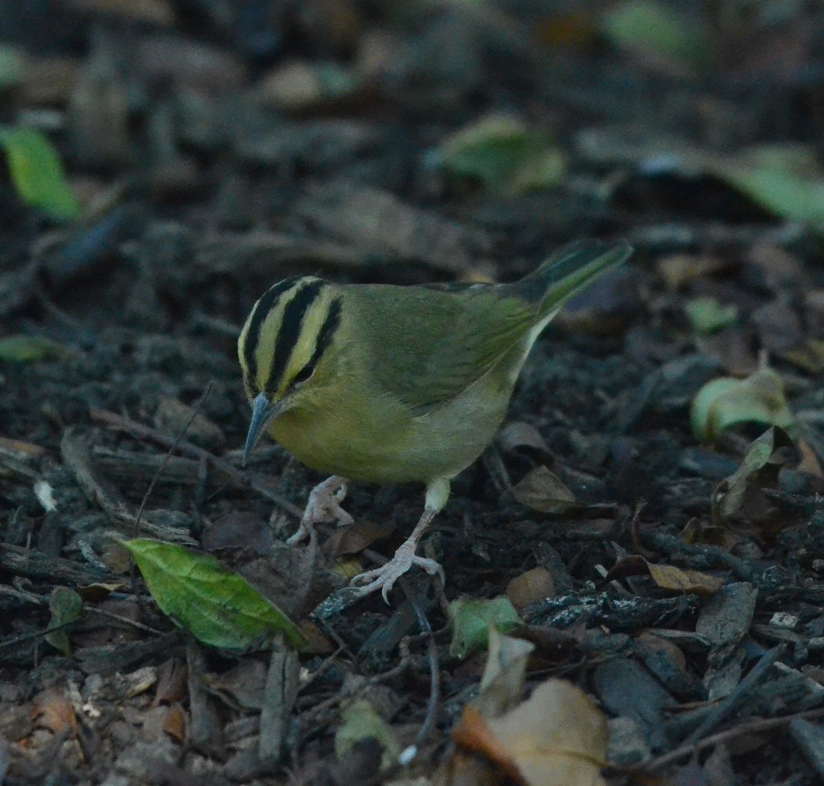 Worm-eating Warbler - ML641084965