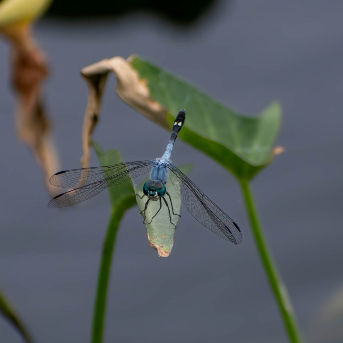 Animals - ML641084973