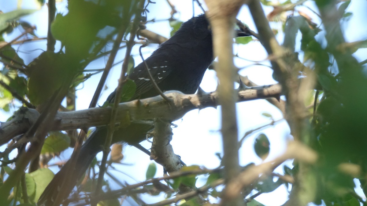 Mato Grosso Antbird - ML641084983