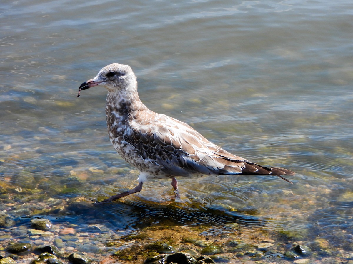Delawareko kaioa - ML641084987