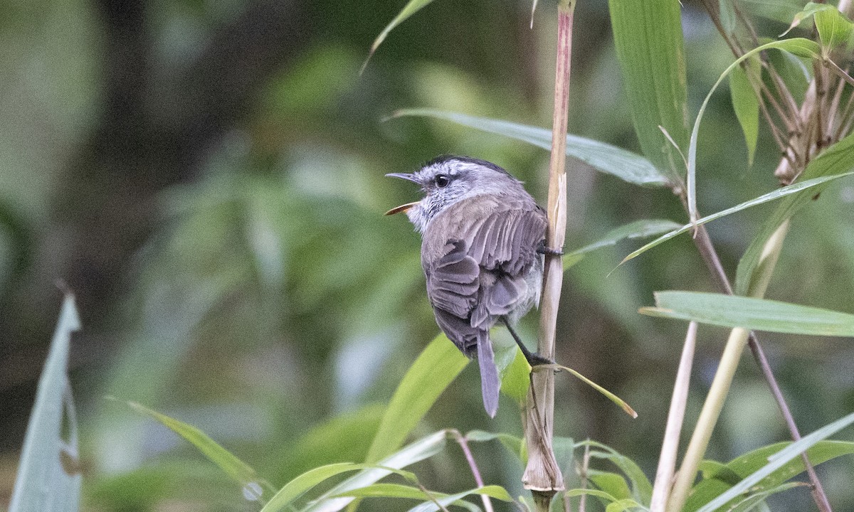 Çizgisiz Tiranulet - ML641085001