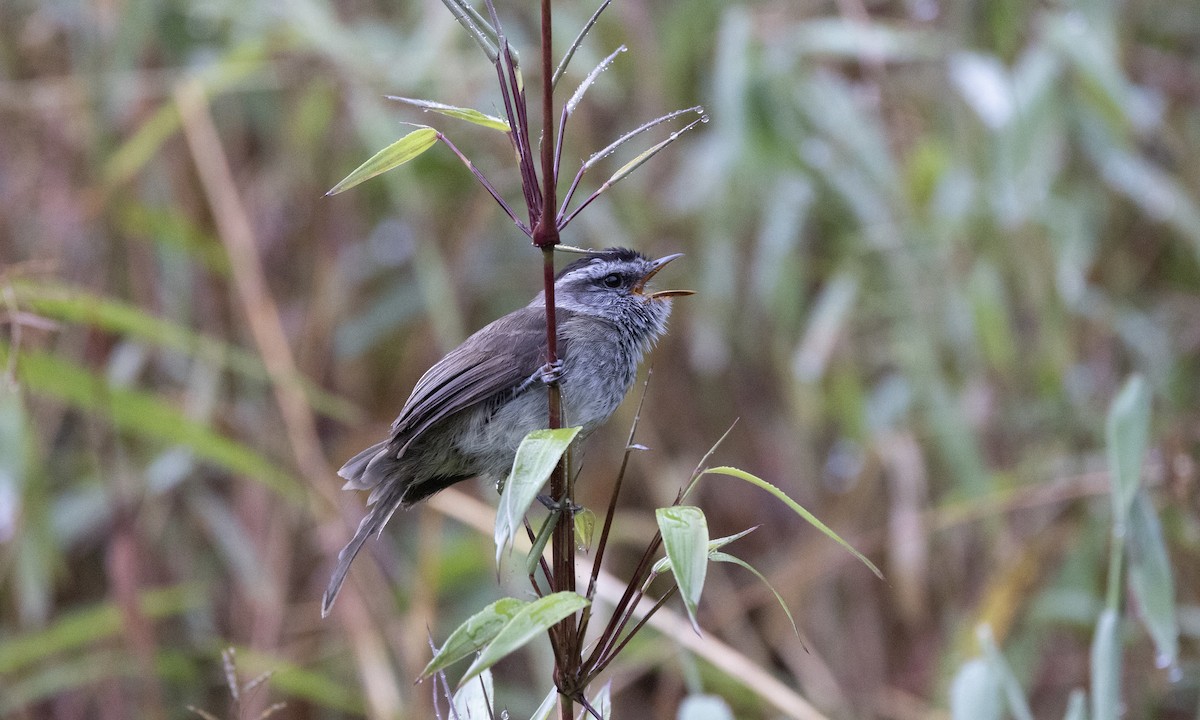 Çizgisiz Tiranulet - ML641085003