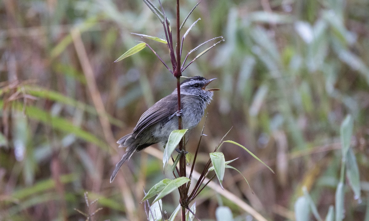 Çizgisiz Tiranulet - ML641085004