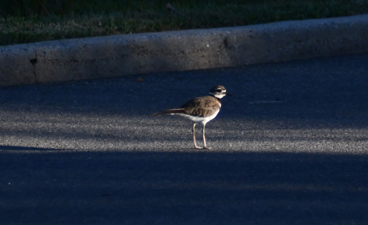 Killdeer - ML641085007